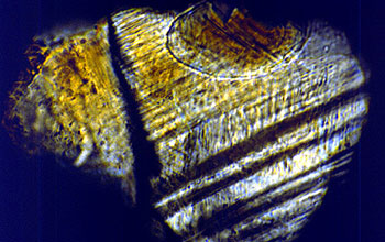 Shocked feldspar from Chicxulub crater.